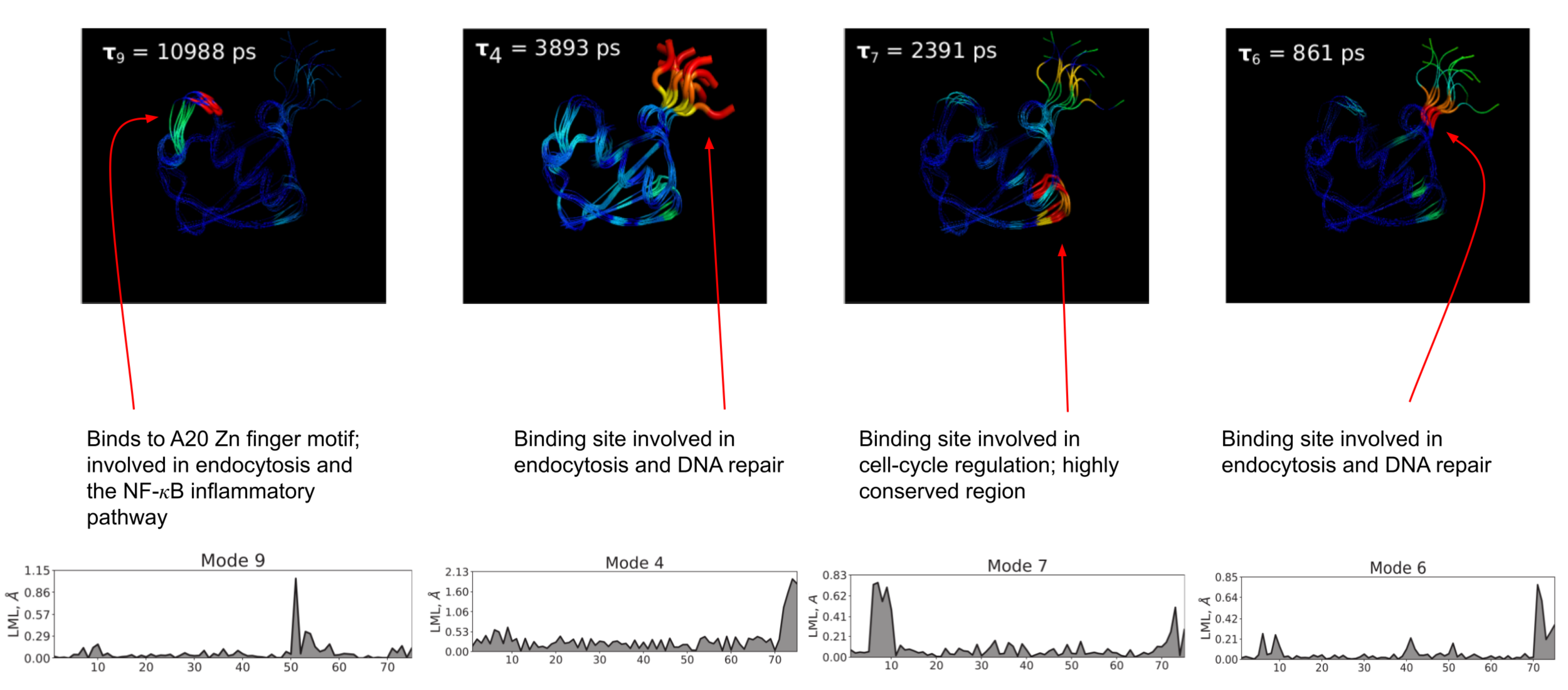 Visualization of the dynamics and timescales of the slowest four modes of ubiquitin discovered through the LE4PD-MSM analysis technique, along with the biological relevance of each of the regions of ubiquitin involved in the slow dynamics.